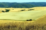 CollinePisane2.jpg
